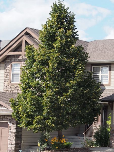 Greenspire Linden