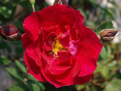 Adelaide Hoodless Rose