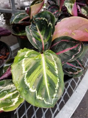 6" Calathea Medallion