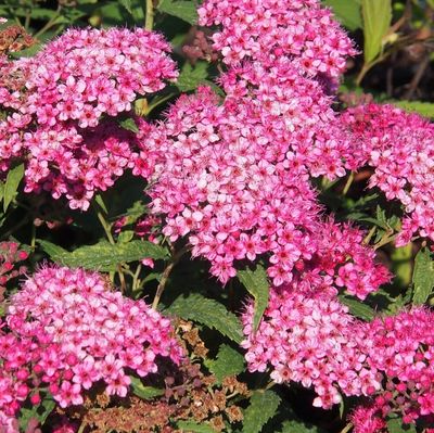 Anthony Waterer Spirea