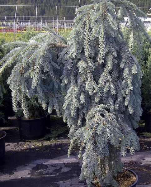 The Blues Weeping Colorado Spruce