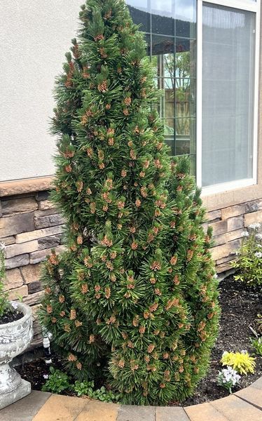 Columnar Mugo Pine Columnar Mugo Pine