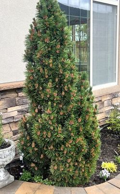 Columnar Mugo Pine
