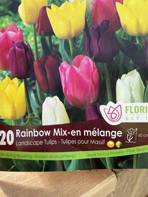 BP Tulip Rainbow Mix