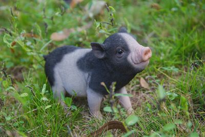 Baby Pig Standing Black and White
