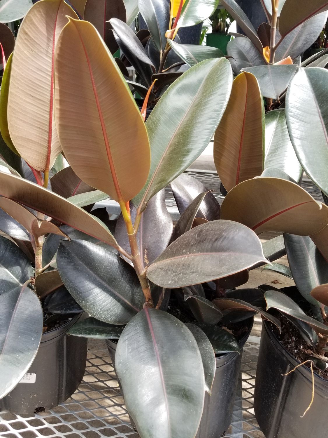 10" Ficus Burgundy Bush