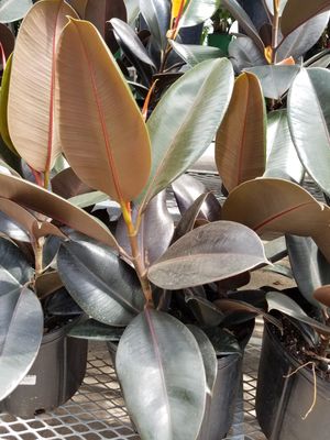 10" Ficus Burgundy Bush