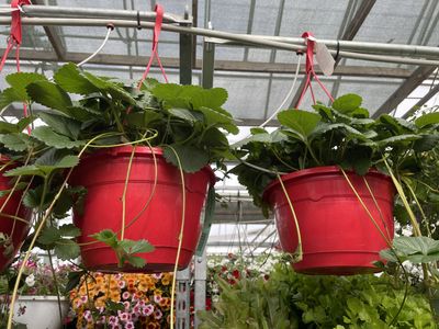 Strawberry Hanging Basket 10 Inch