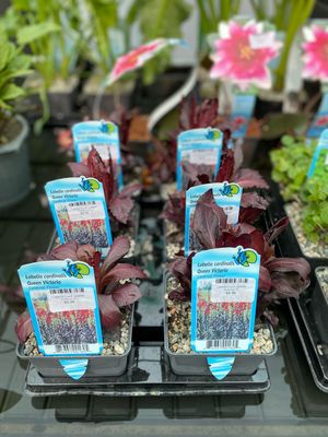 Lobelia Card Queen Victoria 5"