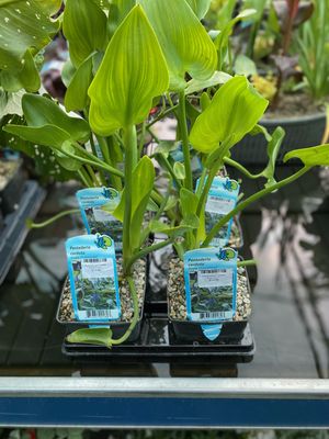 Pontederia Cordata Blue 5 Inch