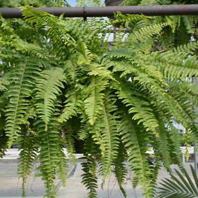 Boston Fern 10 Inch