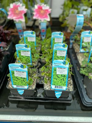 Water Plants 5" Hydrocotyle Vularis Penny Wort Green