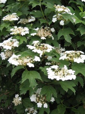 Bailey Compact Cranberry