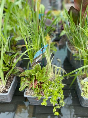 Aqua Basket 8 inch Hardy