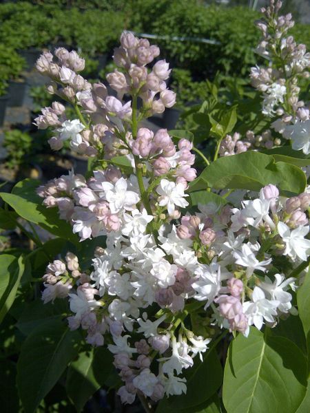 Beauty of Moscow French Lilac
