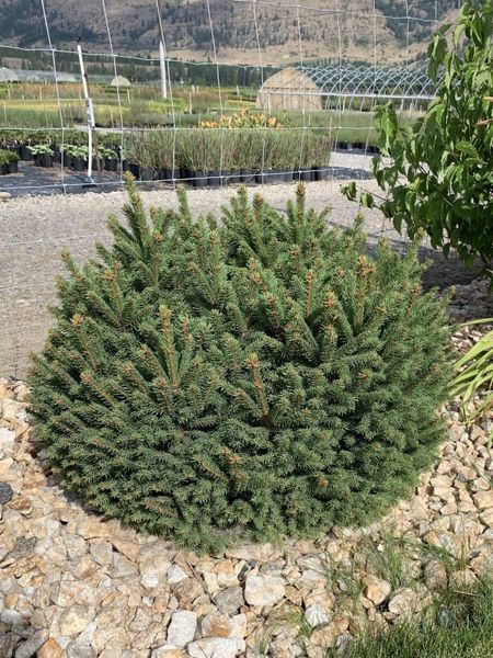 Dwarf Norway Spruce