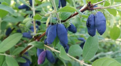 Blue Belle Honeyberry