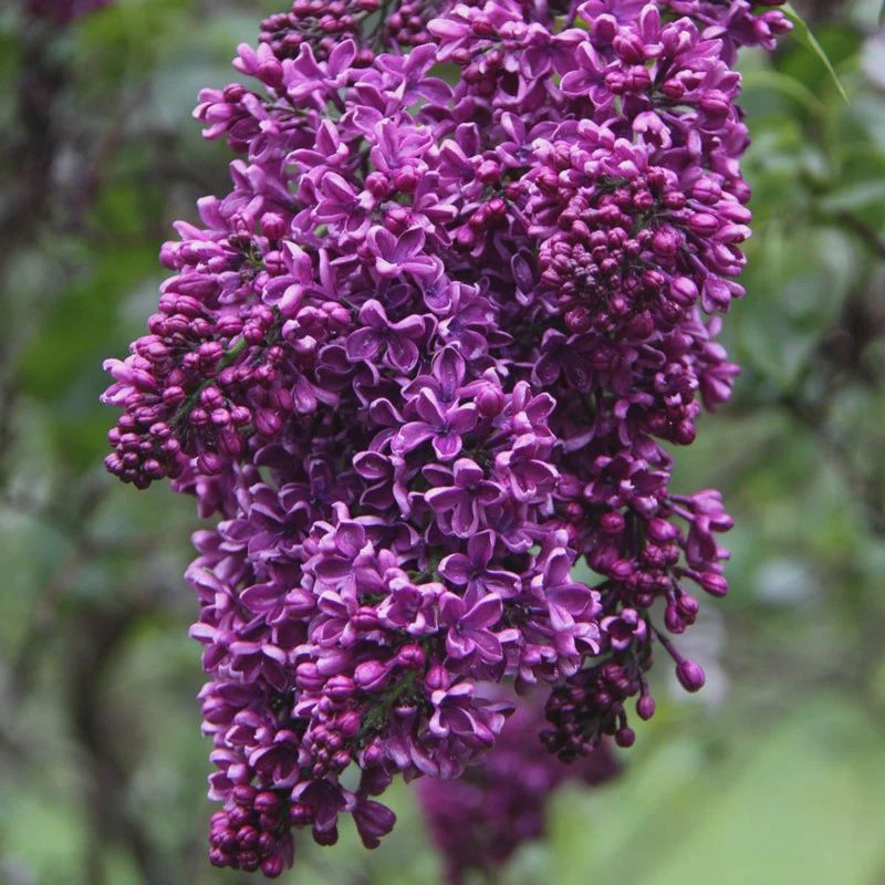 Albert F. Holden French Lilac
