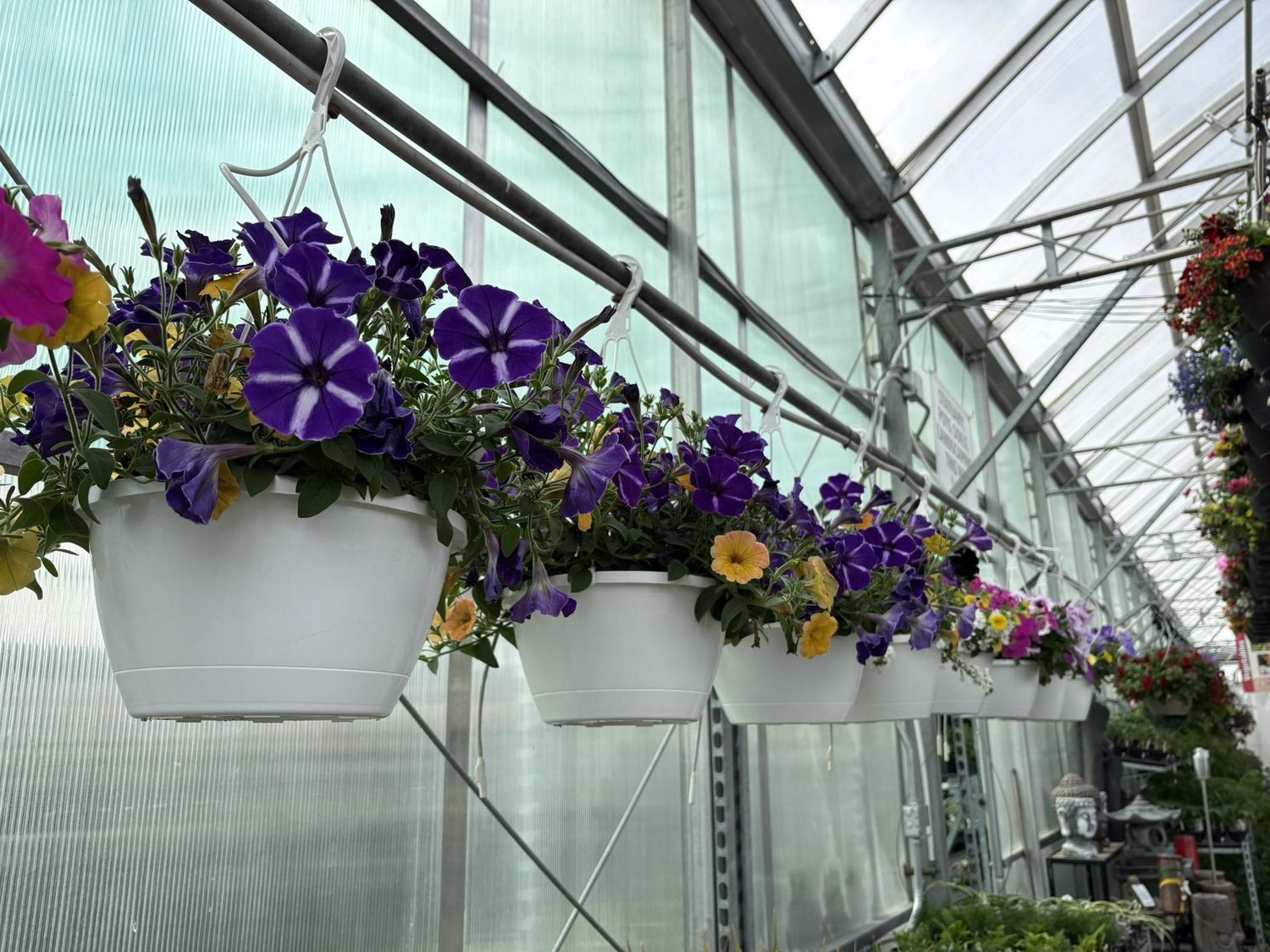 Hanging Basket Annuals 10 Inch