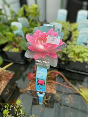 Nymphaea PK Wilfron 5"