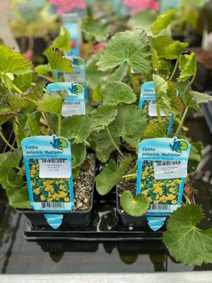 Caltha Palustris Multiplex 5"