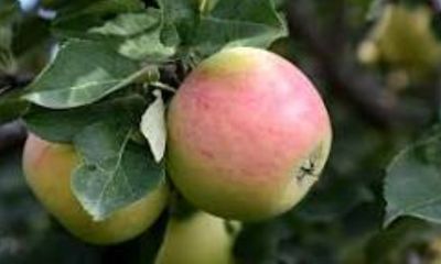 Goodland Apple