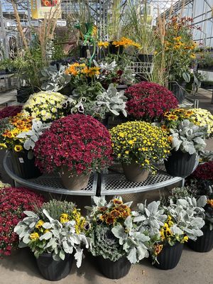 Fall Mum Planter 10 Inch