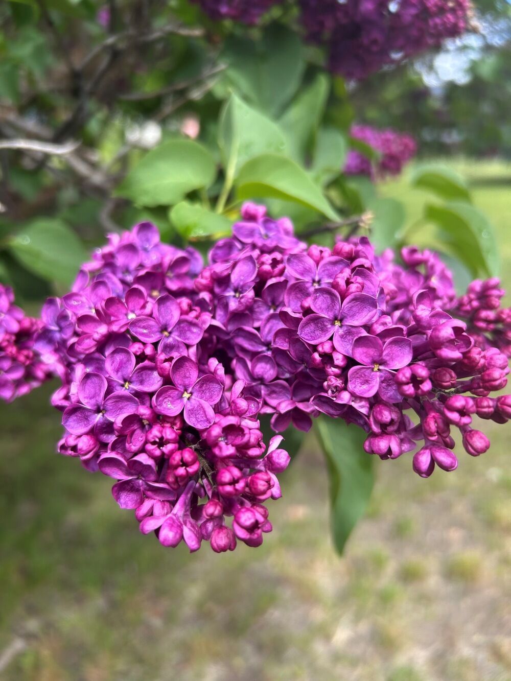 Agincourt Beauty French Lilac