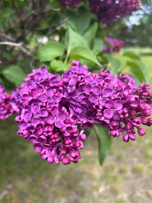 Agincourt Beauty French Lilac