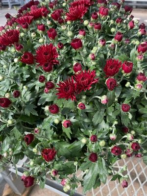 Fall Mum Planter 6 Inch