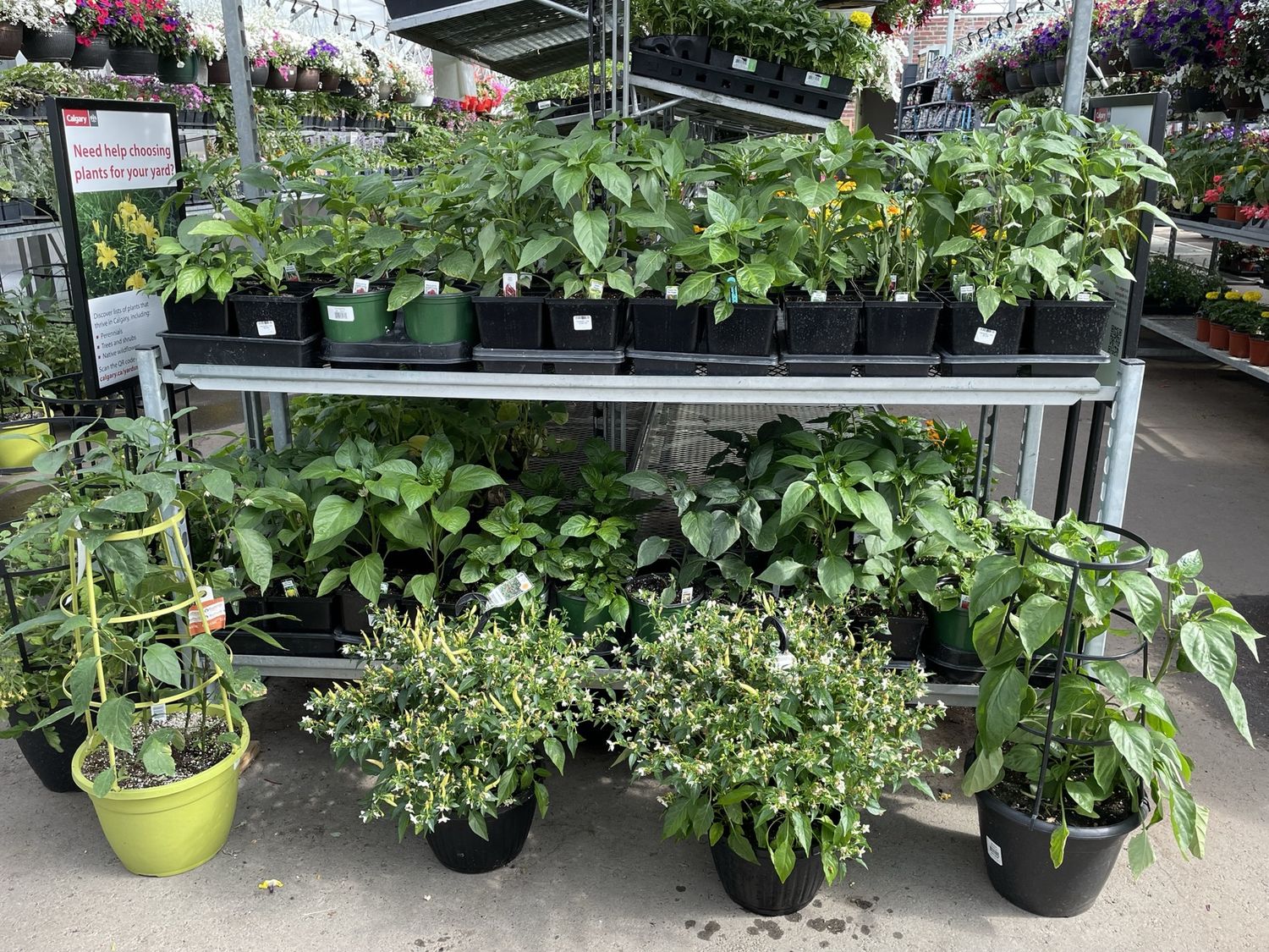 Pepper Hanging Basket 10 Inch
