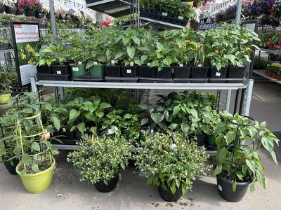 Pepper Hanging Basket 10 Inch