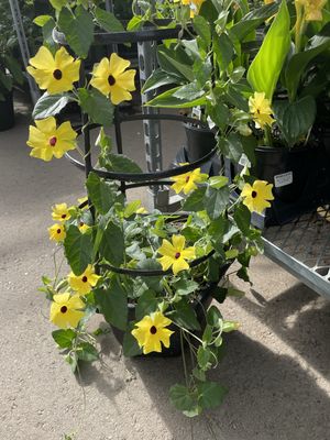 Flowering Planter with Cage 12 Inch