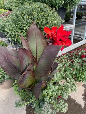 Fall Annuals Planter 12 Inch