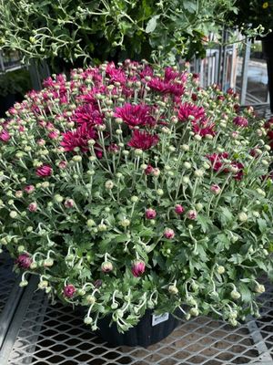 Fall Annuals Planter 10 Inch