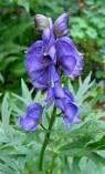 Aconitum Henryi Sparks Monkshood