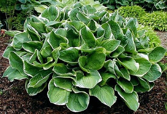 Hosta Christmas Tree Hosta Christmas Tree