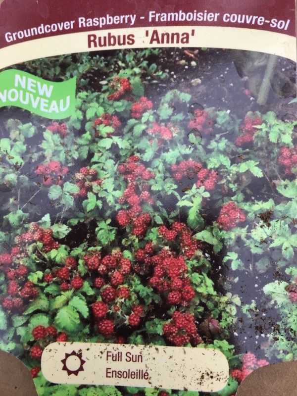 Anna Groundcover Raspberry