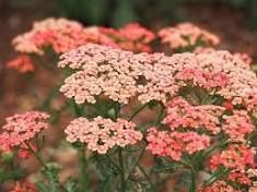 Achillea Apricot Delight Yarrow