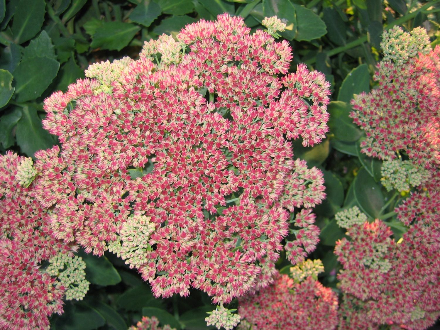 Sedum Autumn Joy Stone Crop