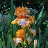 Cajun Rhythm German Iris