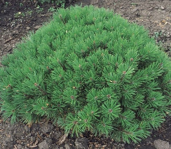 Dwarf Mugo Pine