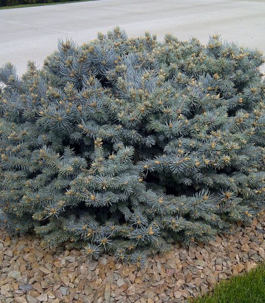 Globe Blue Spruce