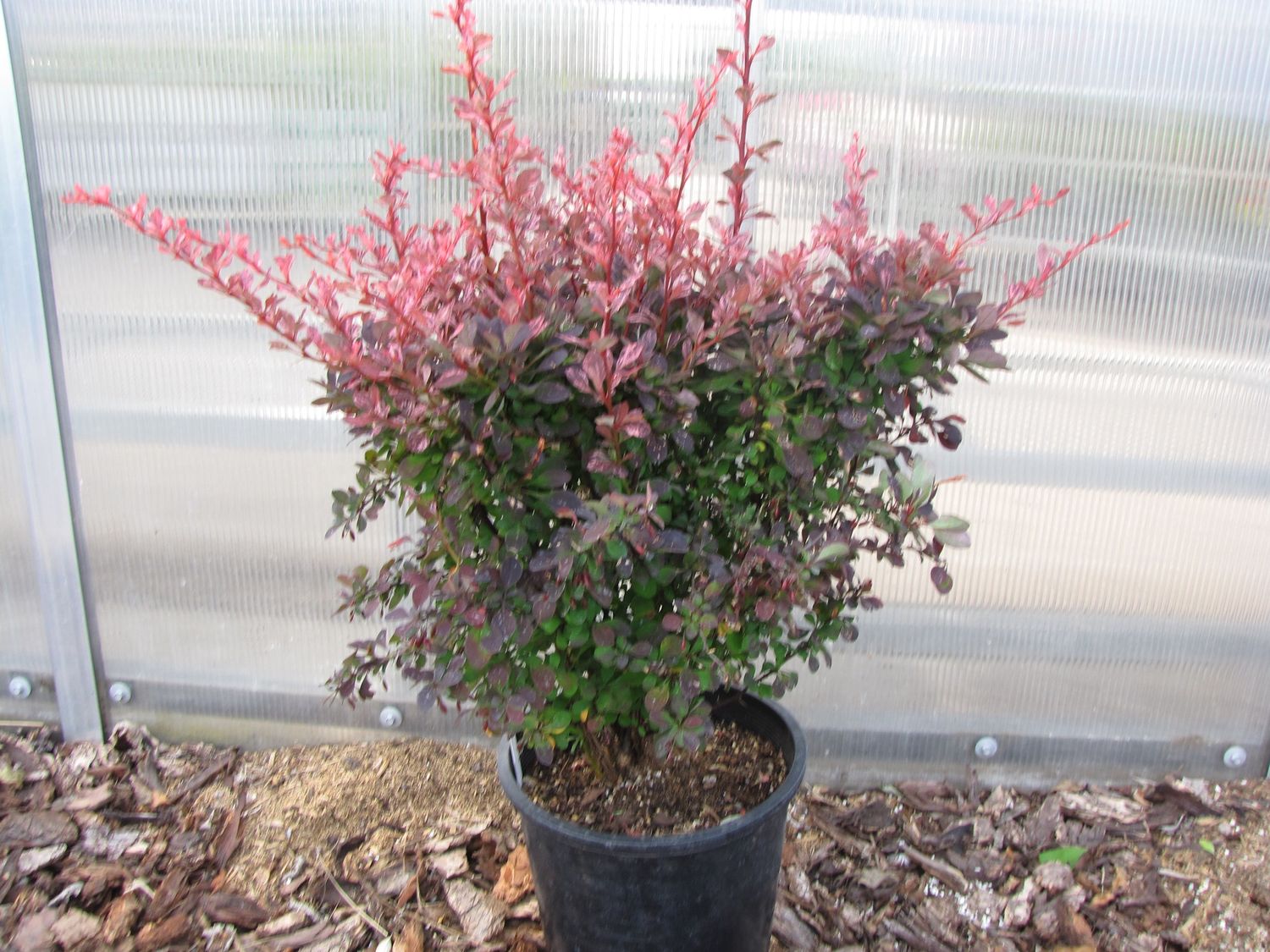 Rose Glow Japanese Barberry
