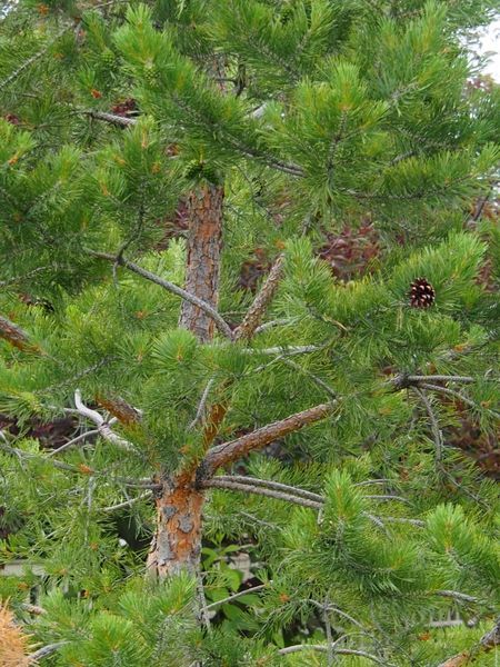 French Blue Scotch Pine