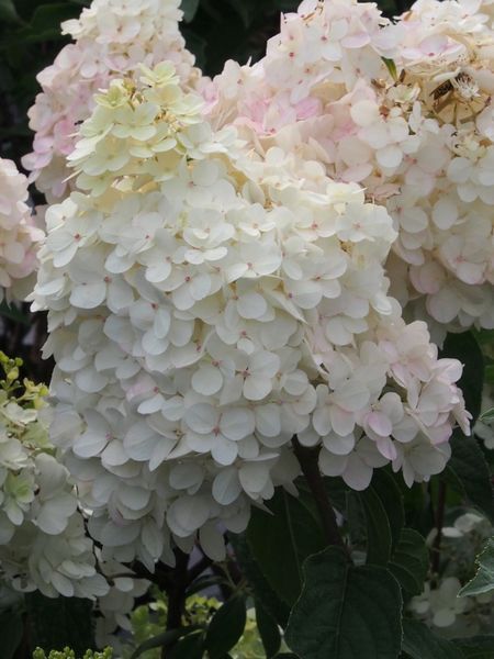 Vanilla Strawberry Hydrangea