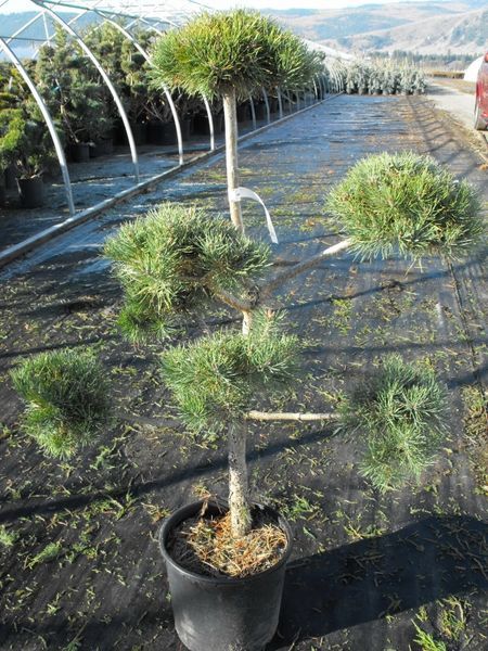 French Blue Scotch Pine Topiary