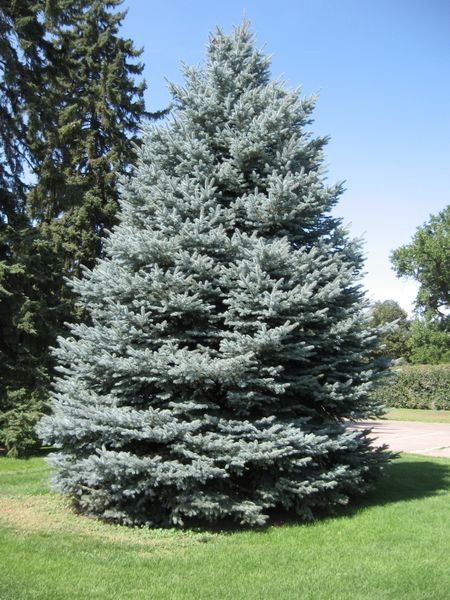 Colorado Spruce