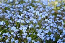 Myosotis Forget me not Myosotis Forget me not