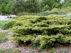 Gold Coast Juniper